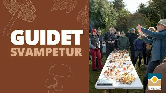 Guided Mushroom Foraging Tour · Nybæk Plantage, Løkken