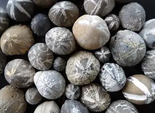 Sebedejesten from Limfjorden - Learn What You've Actually Found