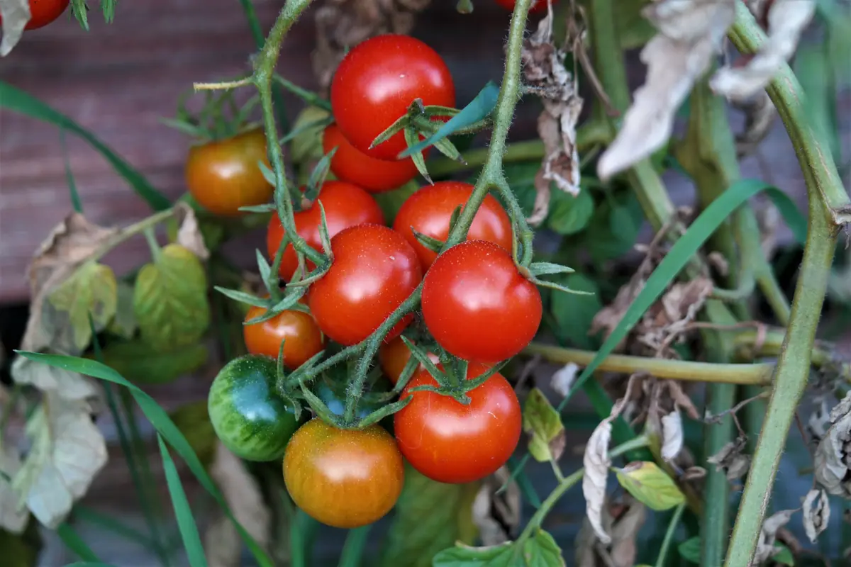 Workshop: Growing Tomatoes and Cucumbers on Your Windowsill Year-Round · Svenstrup Bibliotek, Svenstrup J