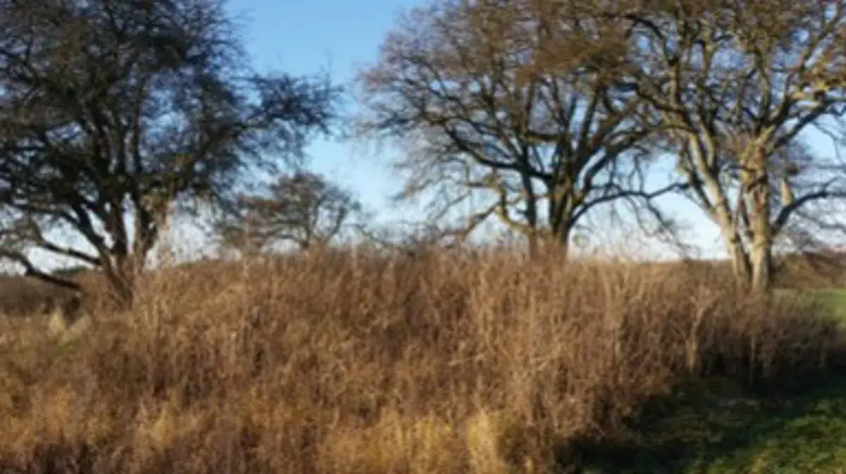 Nature conservation at an ancient burial mound - join us! · Ringsted
