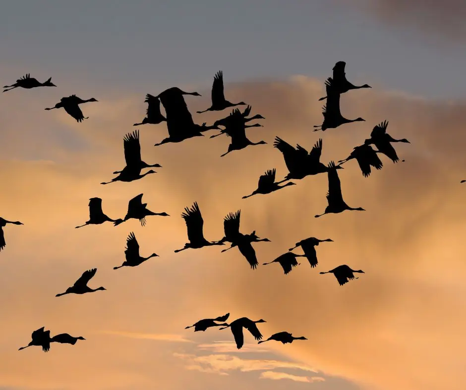 Nature's Mysterious Travellers - Migratory Birds — Hedensted Folkebibliotek, Hedensted