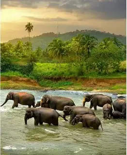 Sri Lanka - The Island of Jewels