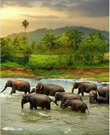 Sri Lanka - The Island of Jewels · Risskov Rejser, Copenhagen