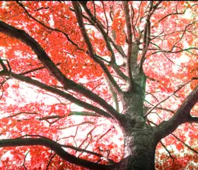 AARHUS SYMPHONIC ORGAN FESTIVAL | The Maple Tree Burns Silently | Teatret Gruppe 38 & Aarhus Domkirke · Aarhus Domkirke, Aarhus