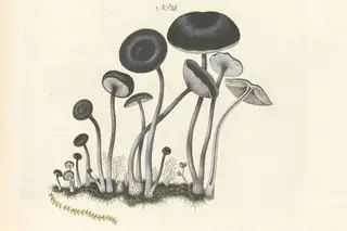 THEME DAY: THE WONDERFUL WORLD OF MUSHROOMS