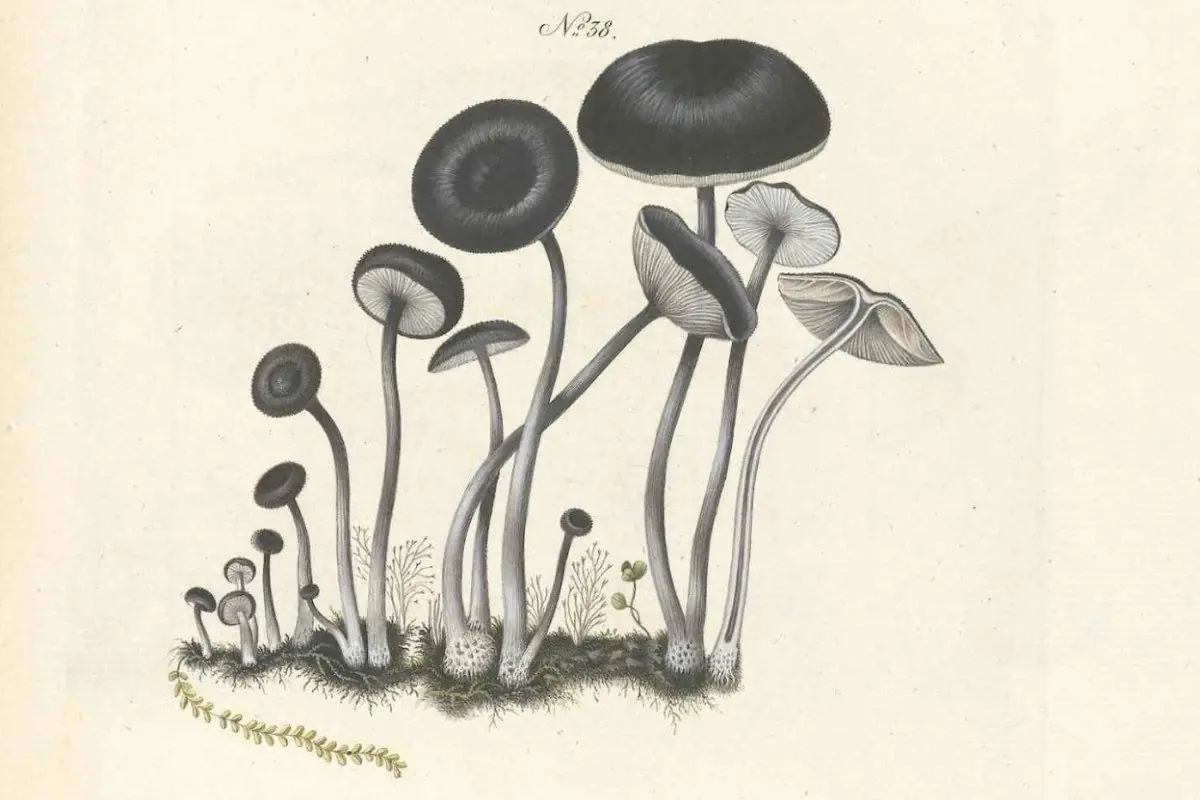 THEME DAY: THE WONDERFUL WORLD OF MUSHROOMS · Sophienholm Kunsthal, Kongens Lyngby