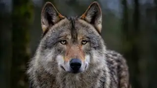 The Wolf Comes...