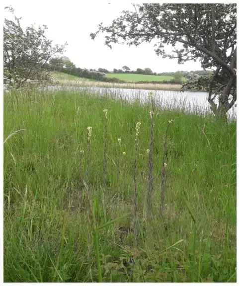 Nature Conservation at Dyndvedhav · Nordborg