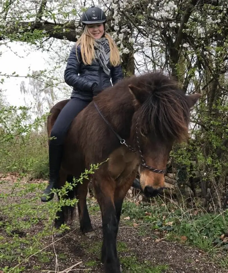 Riding Icelandic Horses at Ordrupdal Rideklub - Pyttur 12-13 October (Grades 1-4) · Ordrupdal Rideklub, Charlottenlund