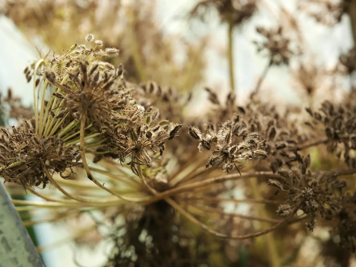 Seed Library · Langeland Bibliotek, Rudkøbing