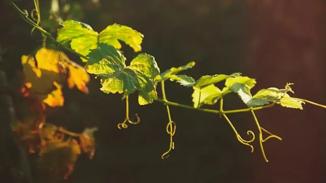 Meet the Grape: Malbec · Matching Grapes, Copenhagen