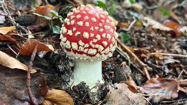 Family Mushroom Walk with Svendborg Nature and Environmental School · Svendborg Natur- og Miljøskole, Skårup