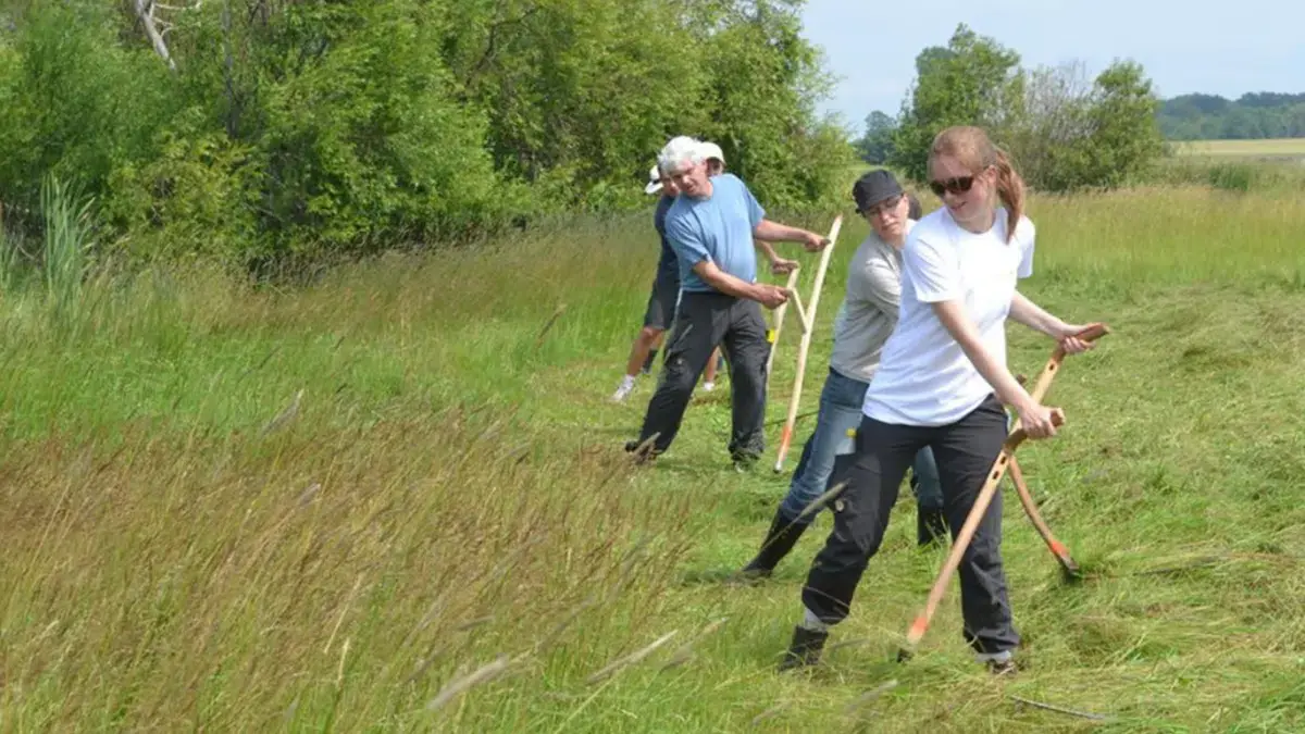 Hay Harvest in the Hills of Havdrup · Havdrup