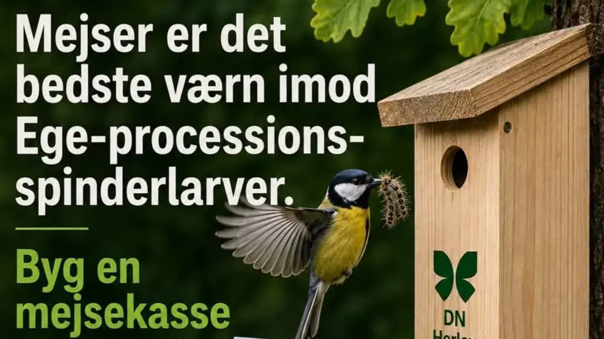 Build a Nesting Box for Great Tits · Kildegården, Herlev