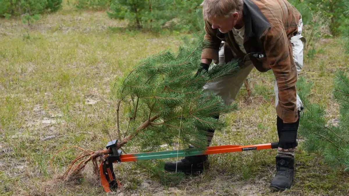 Nature Conservation in Tisvilde Hegn: Helping the Sand Meadow and Antlions · Asserbo Slotsruin, Frederiksværk