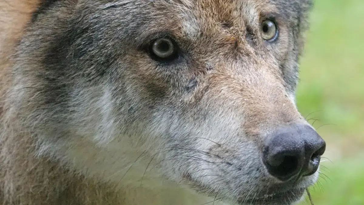 Wolves in Denmark - Should We Fear Them or Understand Them? · Frivilligcenter Billund, Grindsted