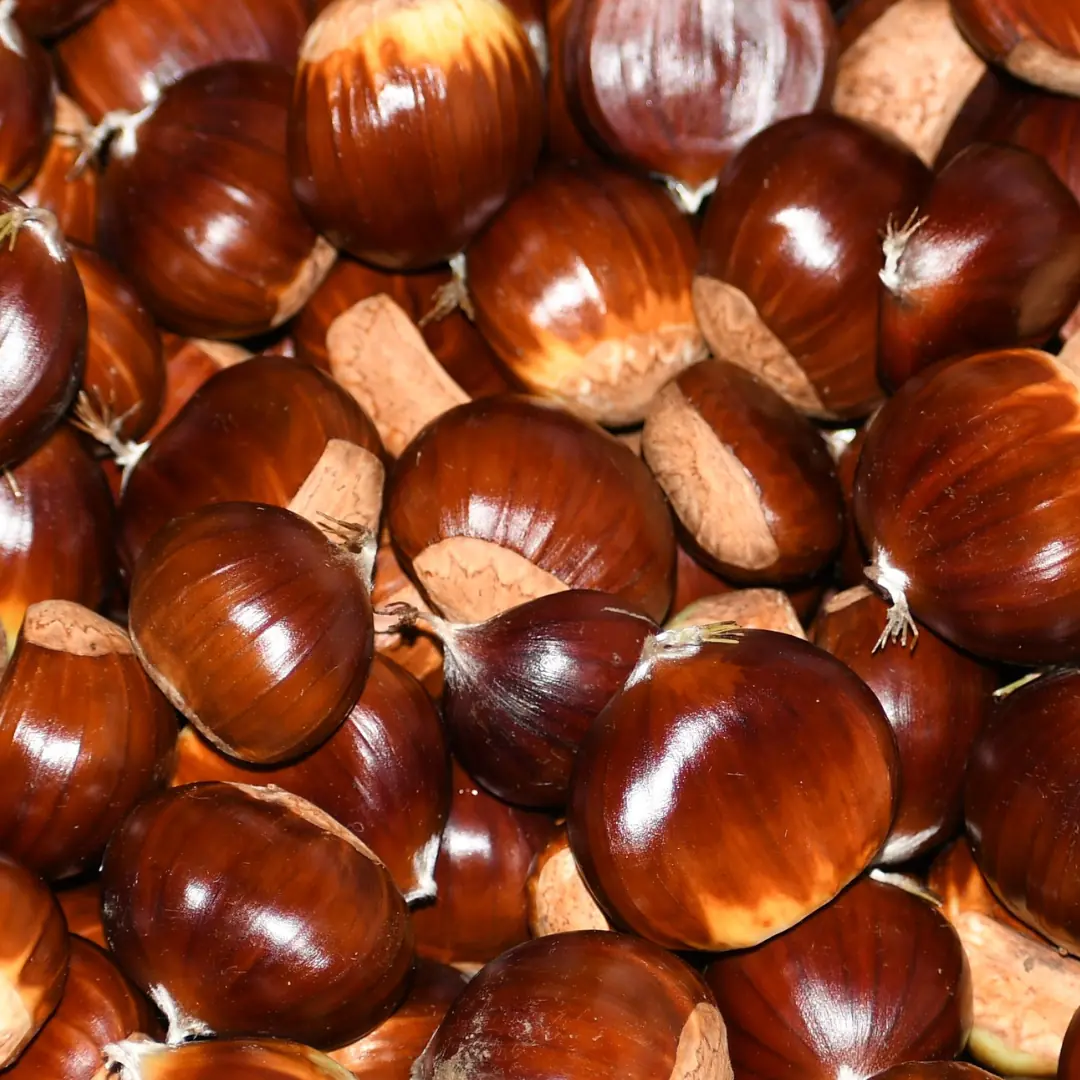Open Chestnut Workshop · Nørrebro Bibliotek, Copenhagen