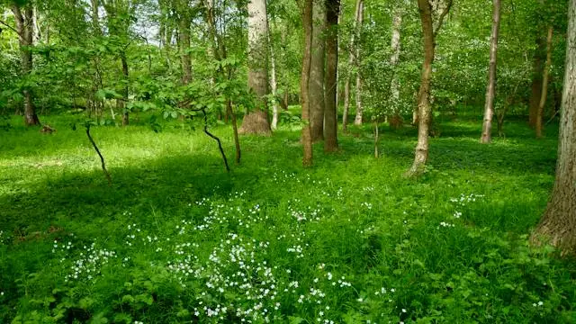 Wild Food in Holte - Foraging Tour with Vilde Råvarer · Rønnebærvej, Holte