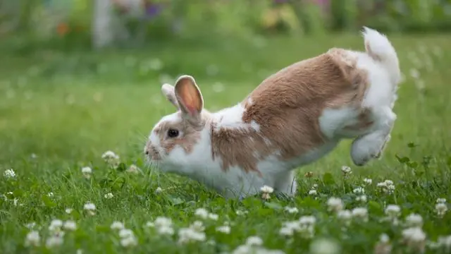 Rabbits - Denmark's Most Misunderstood 'Pet'? · Anatomibygningen, Frederiksberg