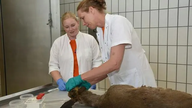 The Voice of Dead Animals - On Carrion and Wildlife Crime · Anatomibygningen, Frederiksberg