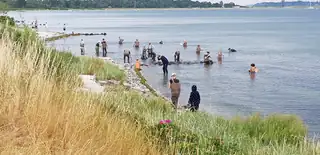 Seaweed Safari - Rørvig