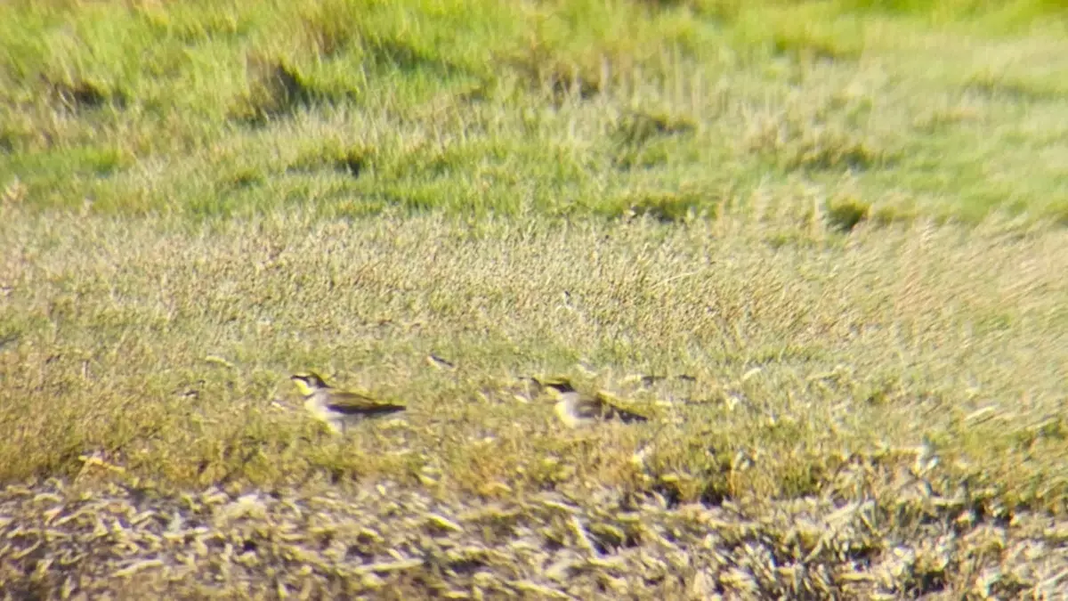 Bird watching tour to Buksør Odde · Nykøbing M