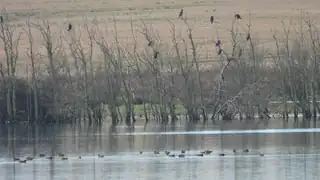 Birdwatching walk at Tissing Vig/Sydmors - spotting birds (and possibly otters)