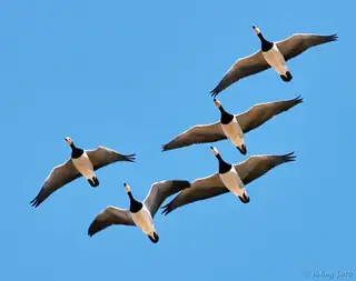 Community Singing & Nature Images: Autumn