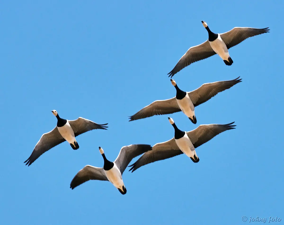 Community Singing & Nature Images: Autumn · Struer Bibliotek, Struer