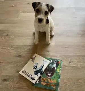 Puppy's First Library Visit