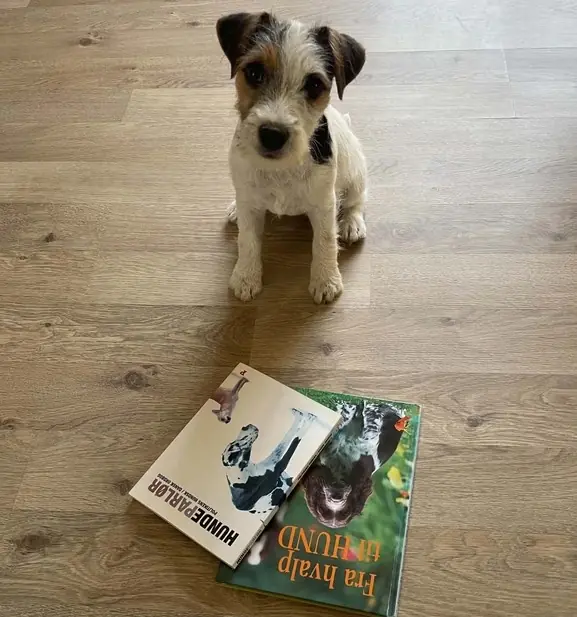 Puppy's First Library Visit · Hovedbiblioteket, Skive