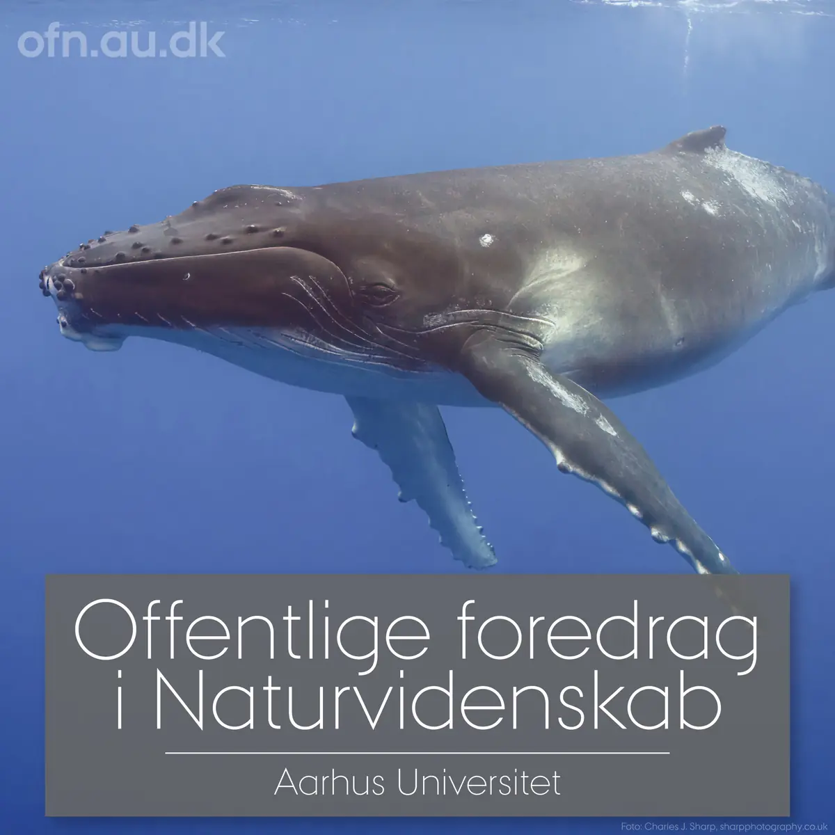 Ocean Giants — Risskov Bibliotek, Risskov