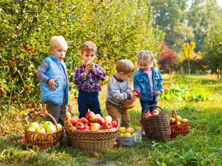 Apple Pressing Day for Kindergarten (Institutions Only)