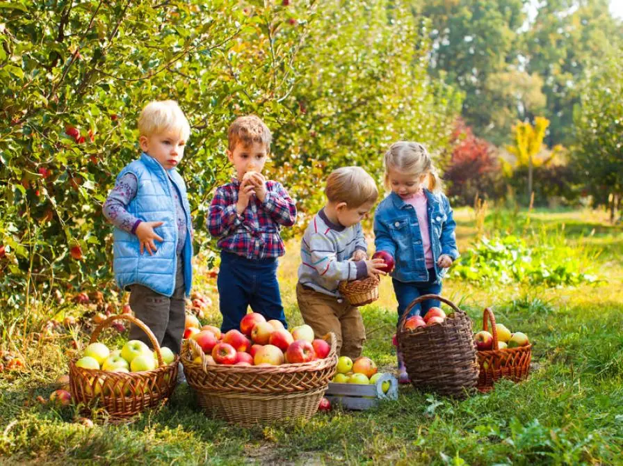 Apple Pressing Day for Kindergarten (Institutions Only) — Risskov Bibliotek, Risskov