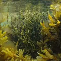 Tang