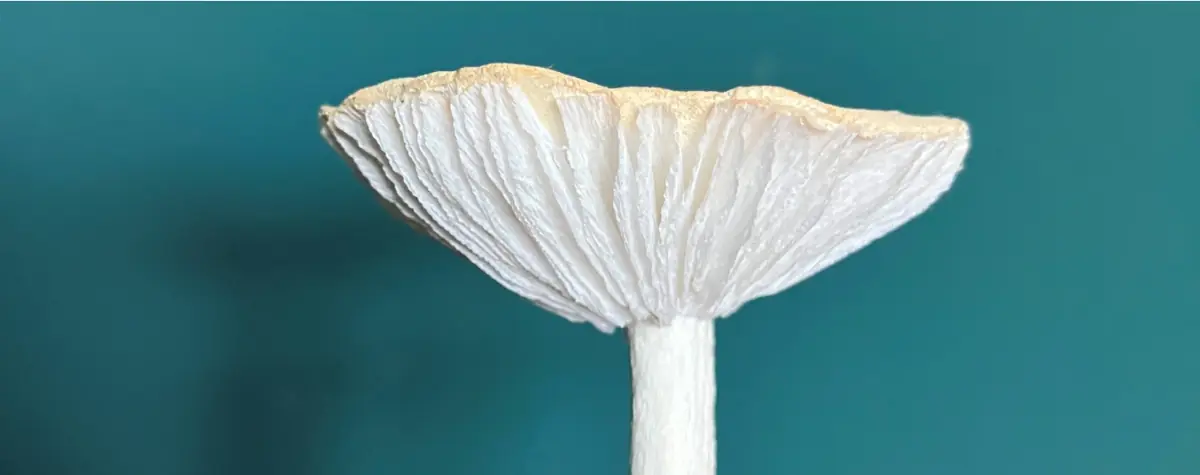 Workshop: Svampe i crepepapir — Brønshøj Kulturhus, København