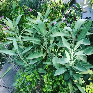 Stiklinger, havens gratis gaver / Cuttings, the garden's free gifts