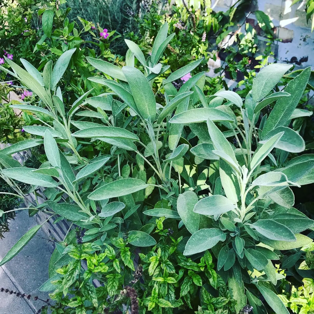Stiklinger, havens gratis gaver / Cuttings, the garden's free gifts — Valby Kulturhus, København