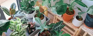 Plantebanko