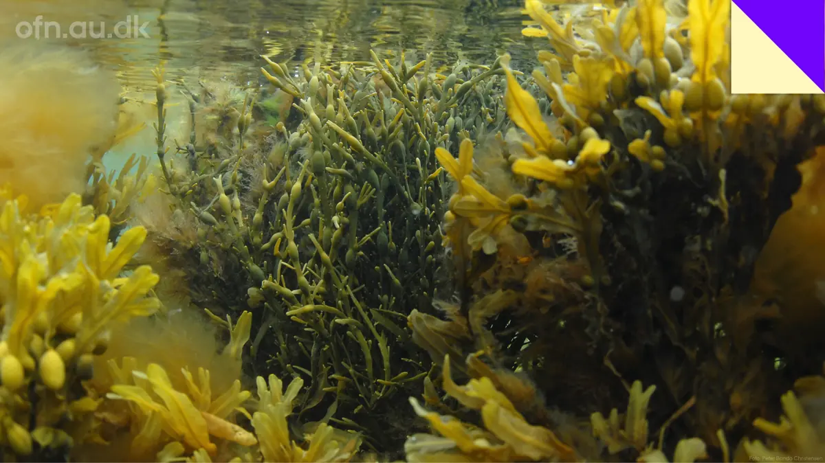 Seaweed — Brønshøj Bibliotek, Copenhagen