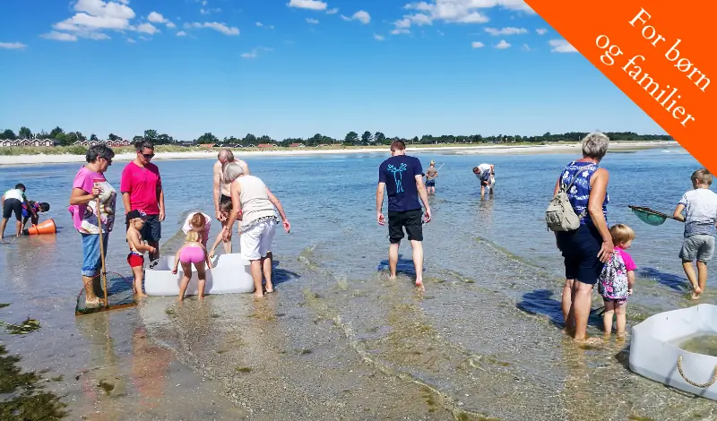 Helt i fisk i Øster Hurup — Stranden nord for Ø. Hurup Havn, Øster Hurup