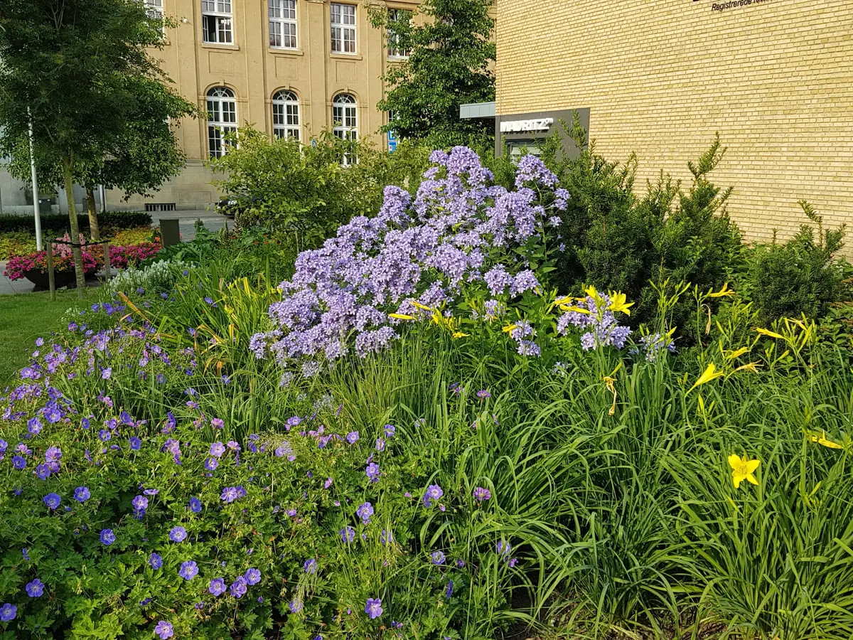 Byvandring med Haveselskabet Sønderborg — Rønhaveplads, Sønderborg, Sønderborg
