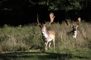 Vildt tur i Nørreskoven på Als – Litte-Natur Karavanen