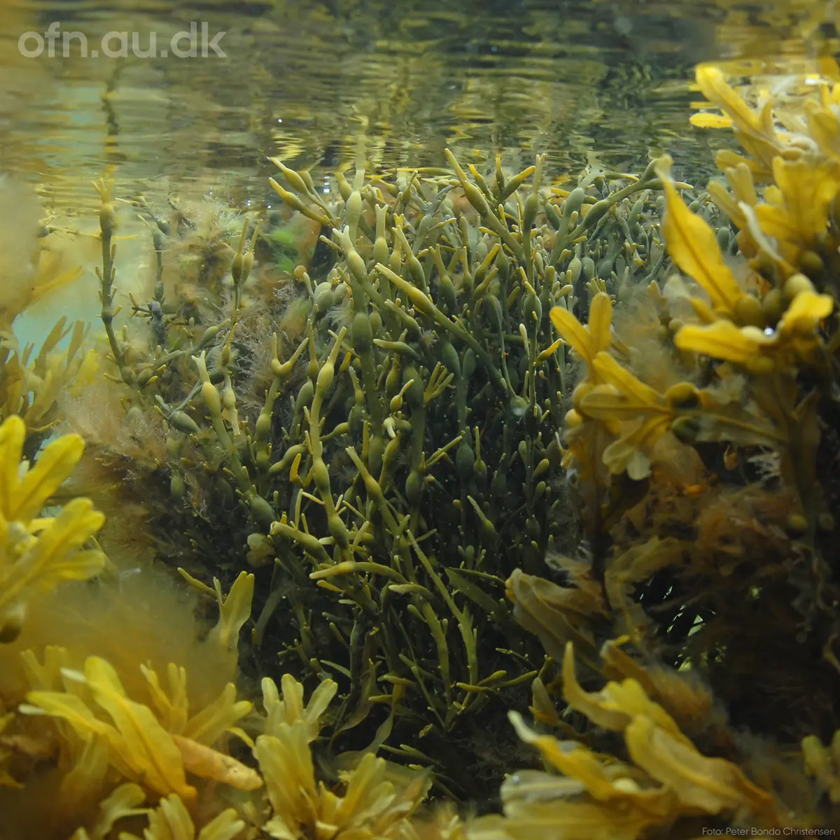 Seaweed — Sundby Bibliotek, Copenhagen