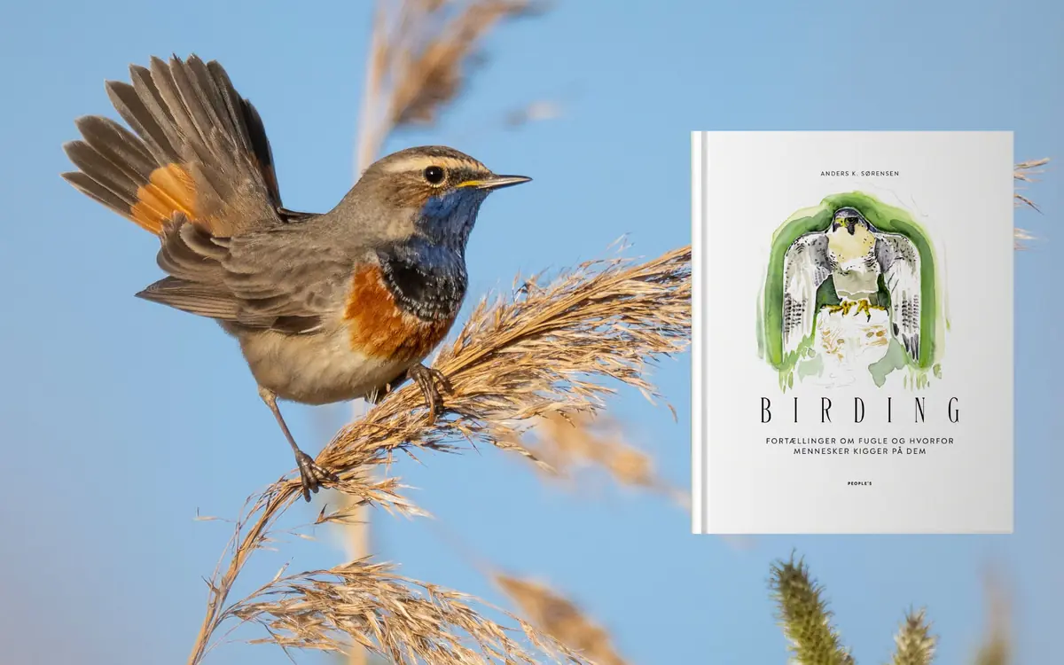 Birding: Fortællinger om fugle og hvorfor mennesker kigger på dem — Ørestad Bibliotek, København