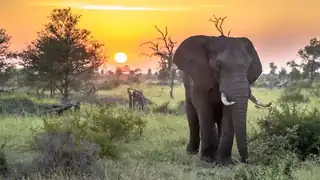 Gratis rejseforedrag om Sydafrika med dansk rejseleder i Randers