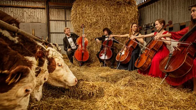 Where Music Grows (Et Klassisk Liv) under åben himmel | Scandinavian Cello School 10 år — Lund Havn, Rødvig Stevns
