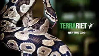 Oplev terrariet Reptile Zoo