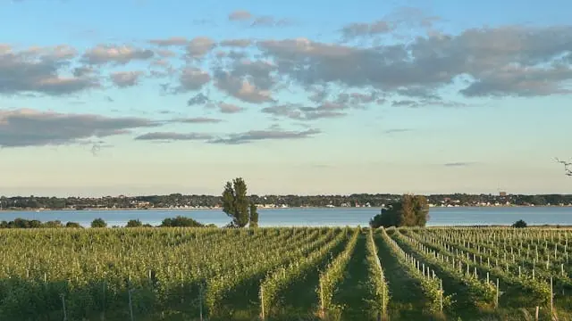 Vinmarkens Bord – 4 retter fra La Finca, lokale råvarer og vin fra Tusen Vin — Tusen Vin I/S, Holbæk