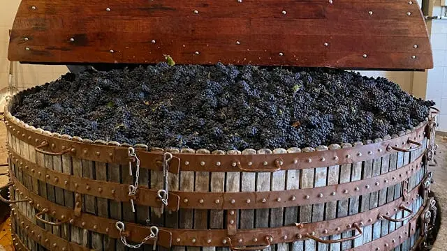 Champagnesmagning på Toldboden den 29 august — Champagne Guru, København